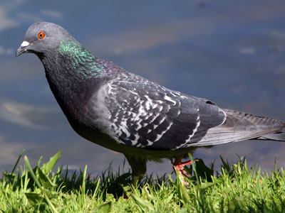 Pigeon Bird control by timslatorandco.co.uk