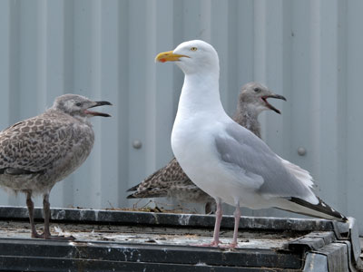 Gull bird control by timslatorandco.co.uk