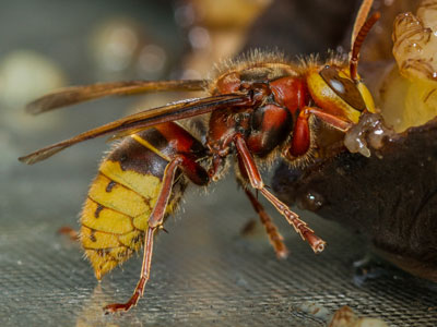 hornet pest control from timslatorandco.co.uk