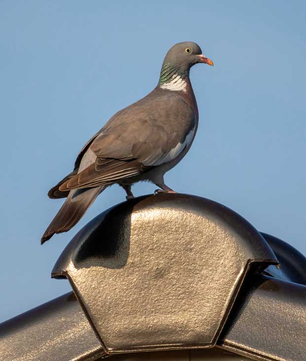 Feral pigeon bird control by timslatorandco.co.uk