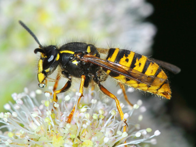 Wasp pest control by timslatorandco.co.uk